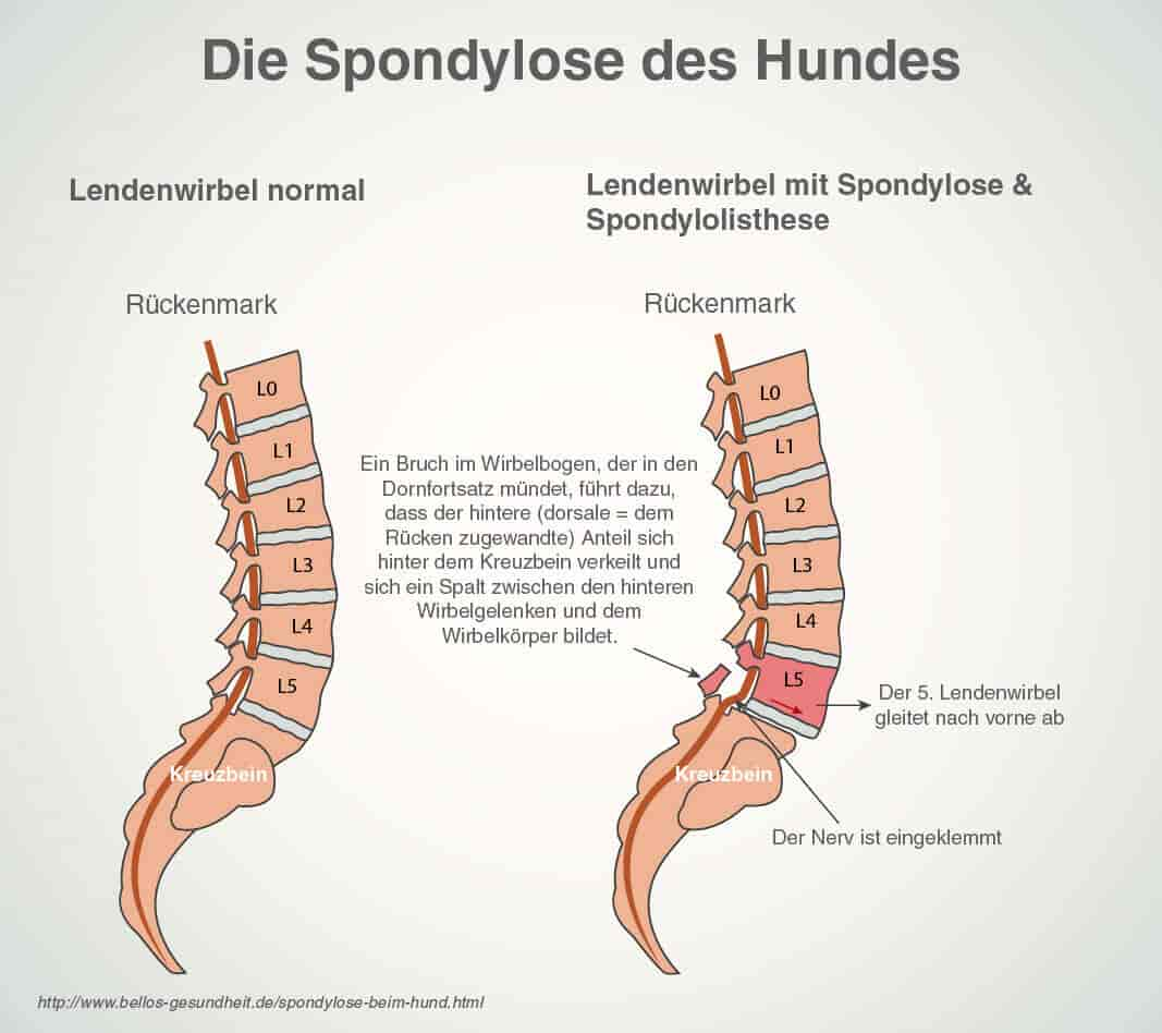 Spondylose bei Hunden