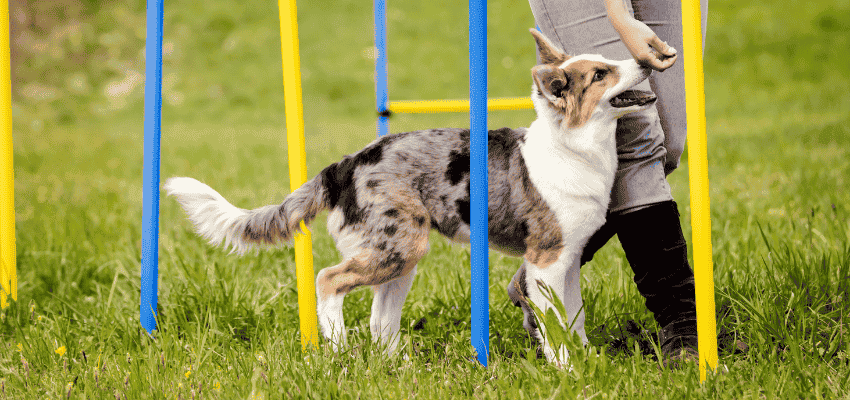 Hundesport – Welche Sportarten gibt es?