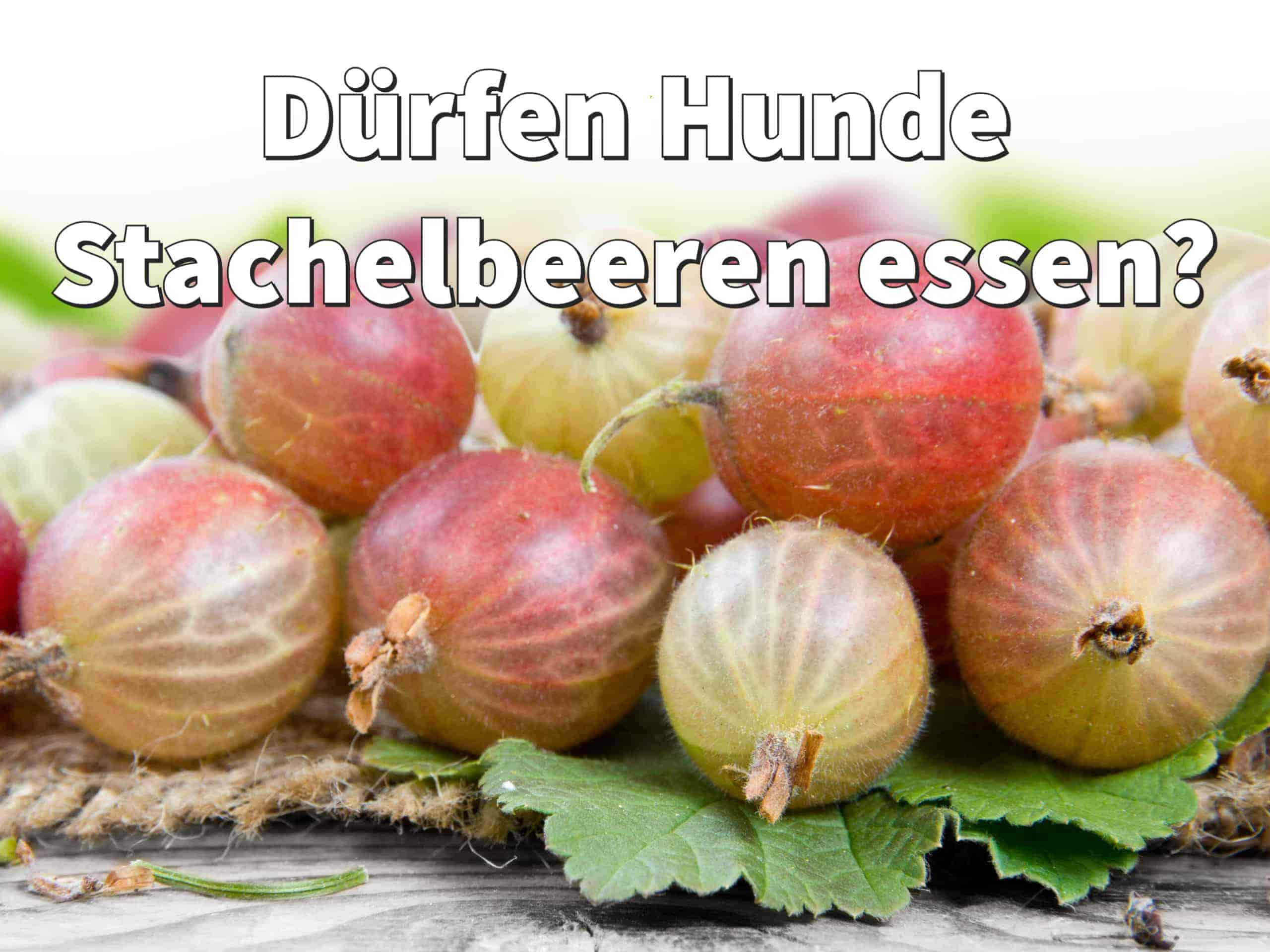 Dürfen Hunde Stachelbeeren essen?