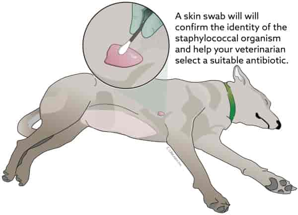 Staphylococcal Dermatitis and Staphylococcal Hypersensitivity in Dogs