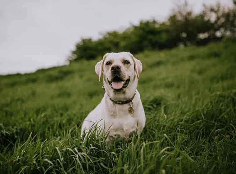 Naturheilkunde für Hunde