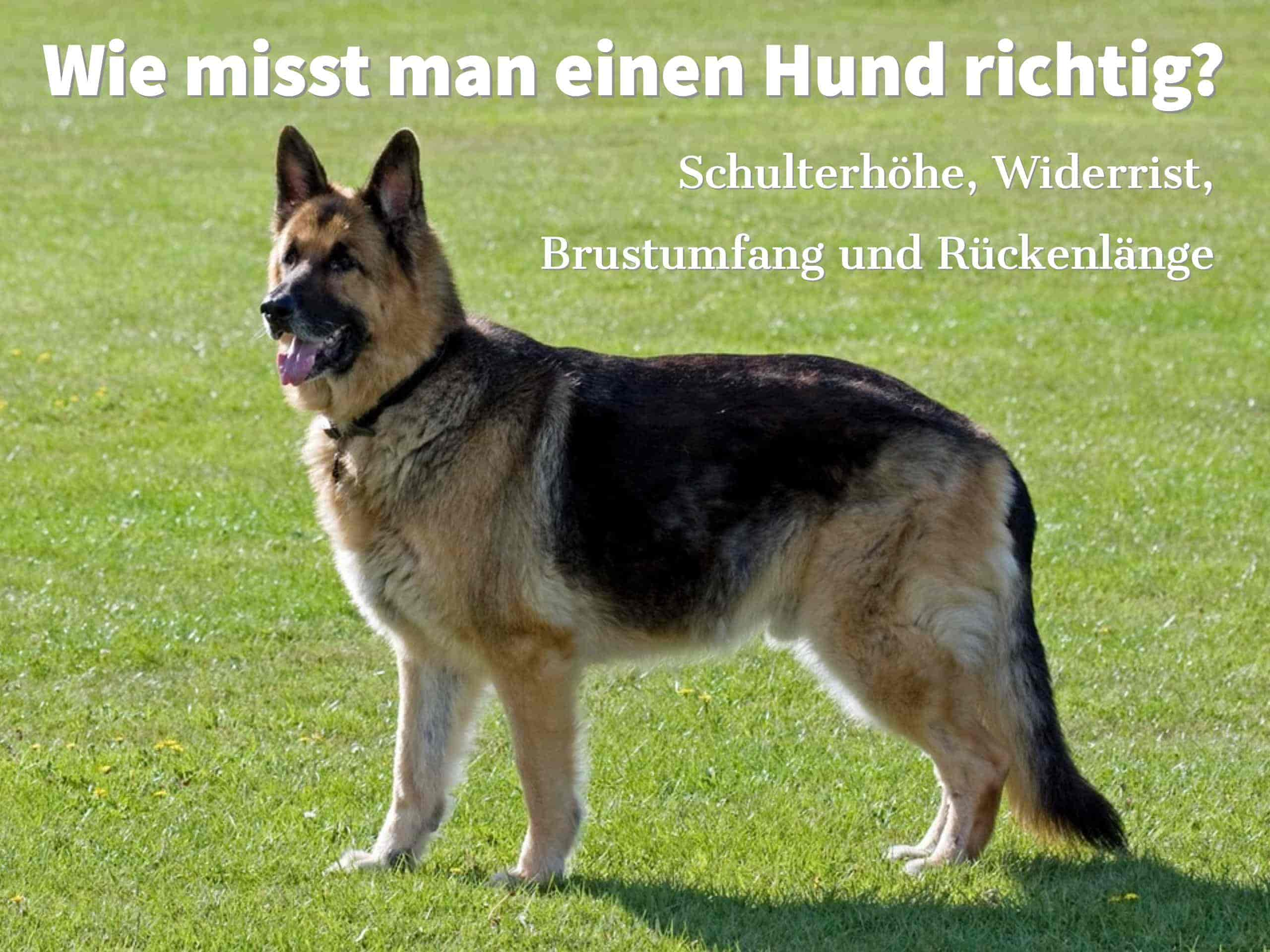 Wie misst man einen Hund richtig? Schulterhöhe, Widerrist, Brustumfang und Rückenlänge