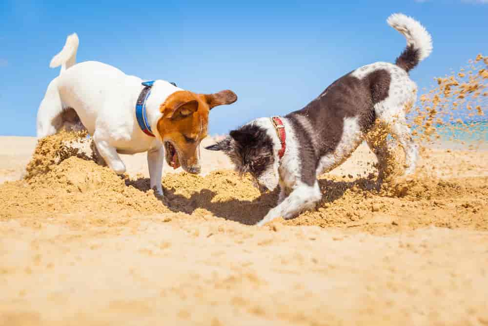 Die besten Hundestrände in Holland