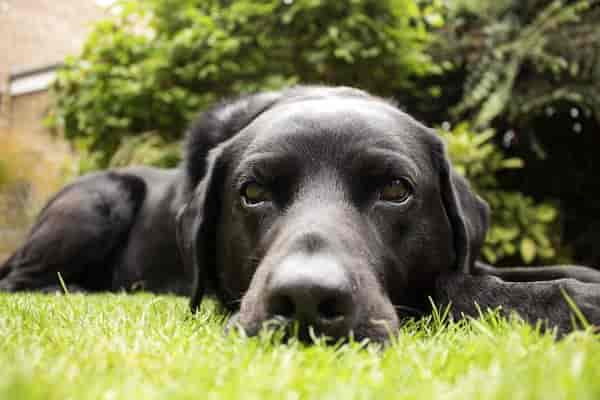 Stumpfes Fell bei Hunden - Fellpflege für gesundes und glänzendes Hundefell