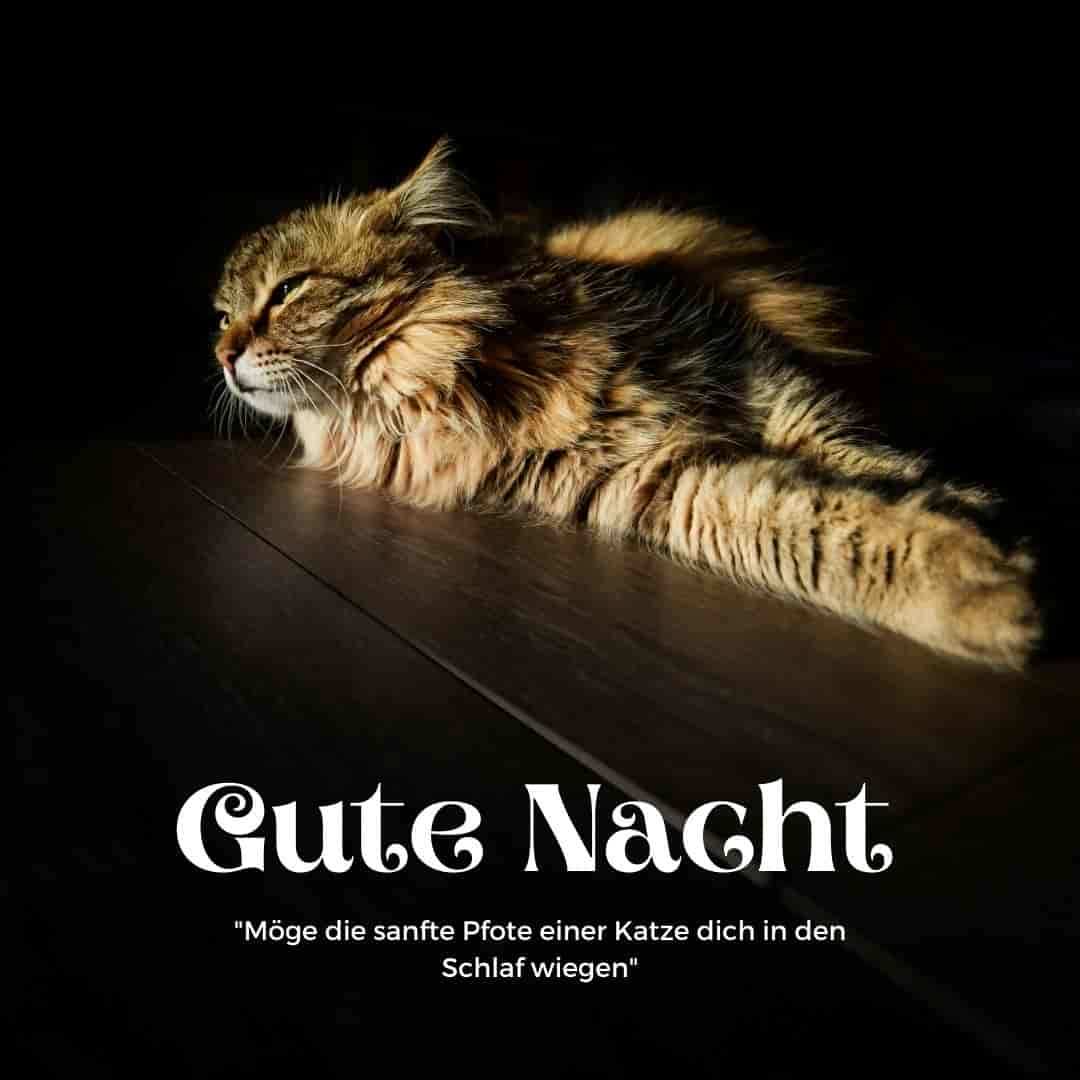 75+ Gute Nacht Bilder Katzen: Miau sagt ‘Träum süß’!