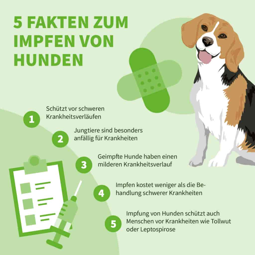 Erkältung und Fieber beim Hund: Symptome richtig erkennen