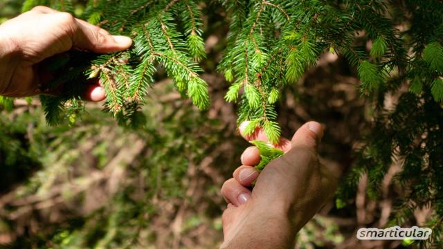 Rezepte für Tannenwipfel: Tannenspitzenhonig, Tee & Co. mit der Heilkraft des Waldes