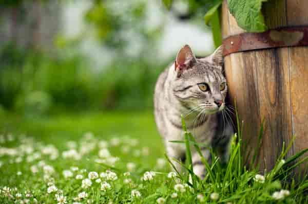 Können Katzen Teebaumöl aufnehmen?