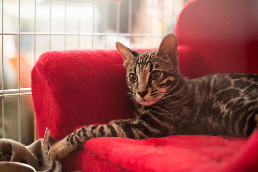 Besondere Katzen – teuerste Katze der Welt