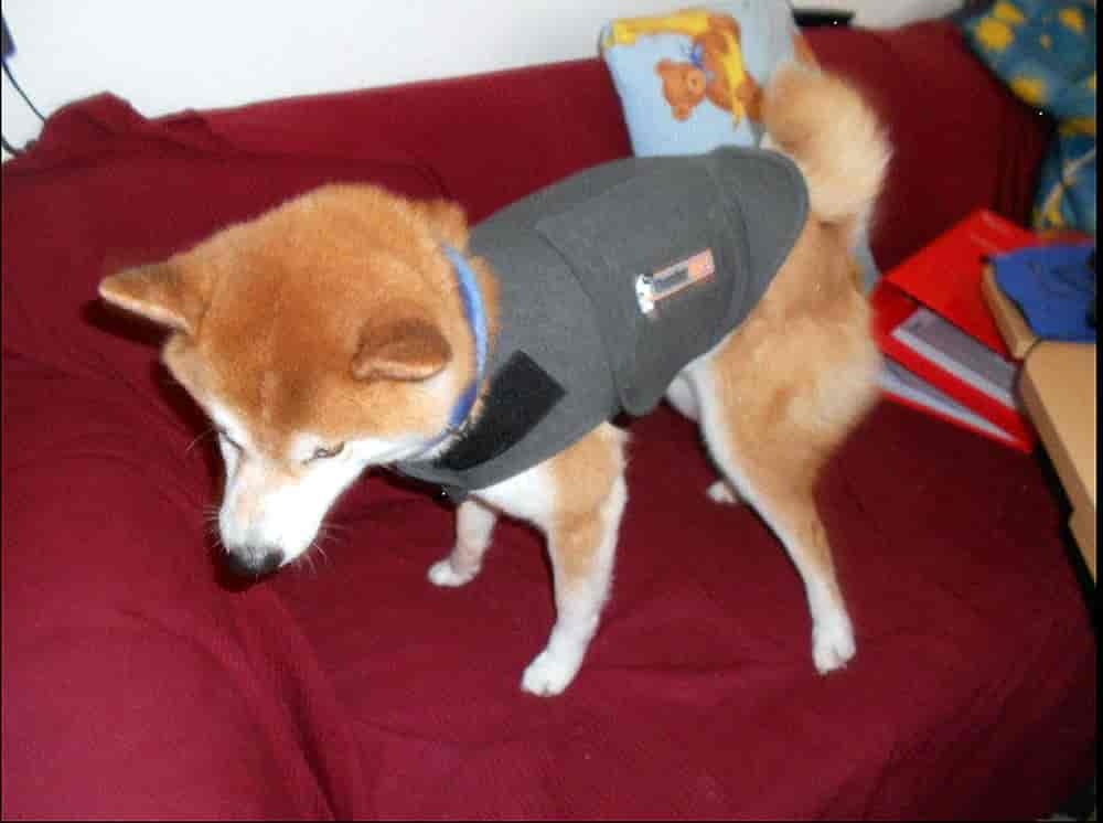 Das Thundershirt - ein Erfahrungsbericht