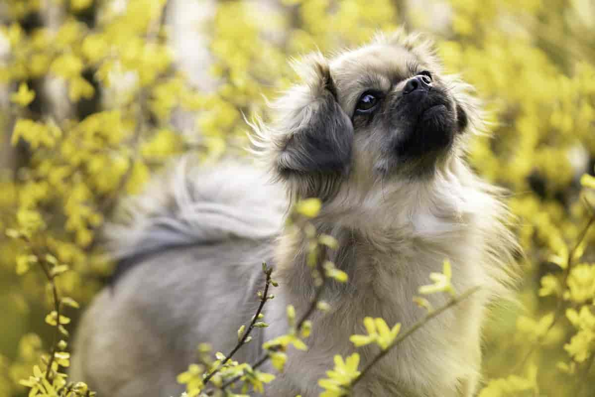 Tibetan Spaniel