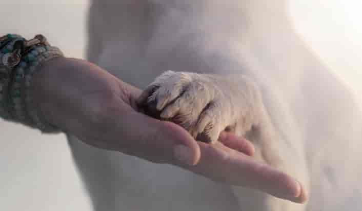 Der mit dem Hund spricht - Tierkommunikation