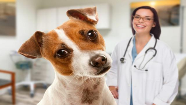 Tierkrankenversicherung im Vergleich