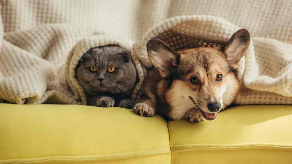 Toxoplasmose beim Hund