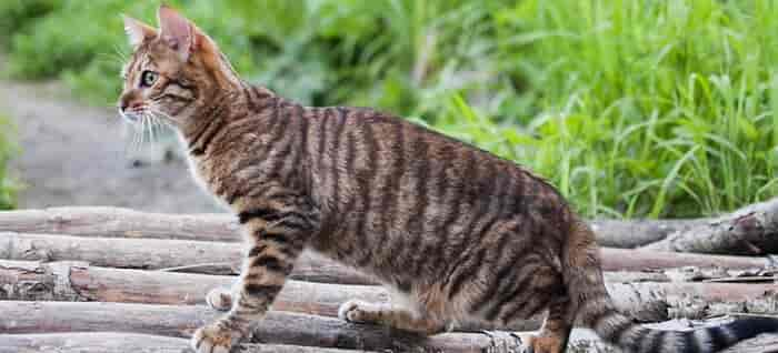 Toyger Cats: Breed History, Personality & More