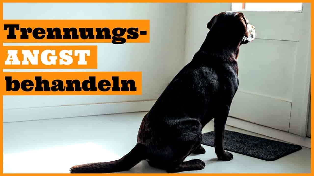 Dein Hunde-Trainingsplan bei Trennungsstress