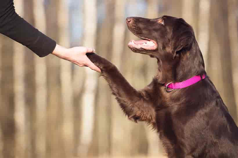 Hundetricks lernen - für Anfänger und Fortgeschrittene