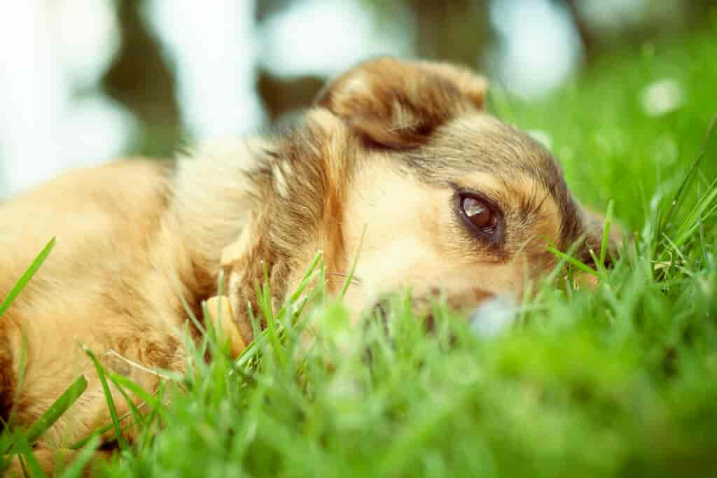 Ungeziefer beim Hund: So schützt du deinen Vierbeiner im Frühjahr