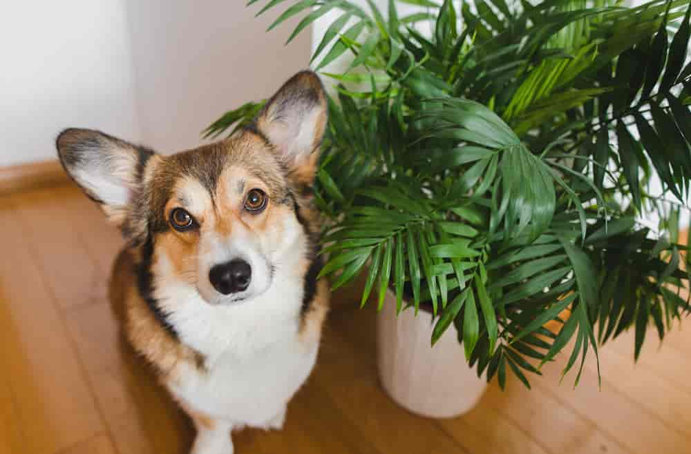 Ungiftige Zimmerpflanzen für Hunde - Alles, was Du wissen musst!