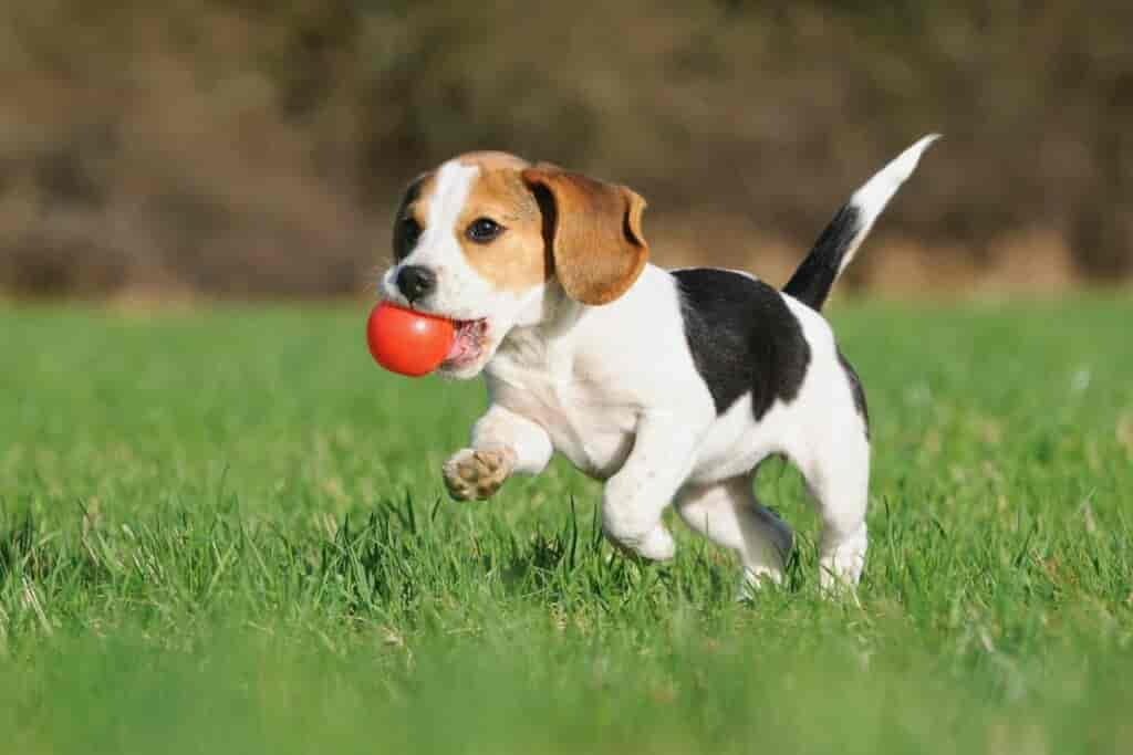 Rasendünger für Hundebesitzer: Worauf muss man achten?