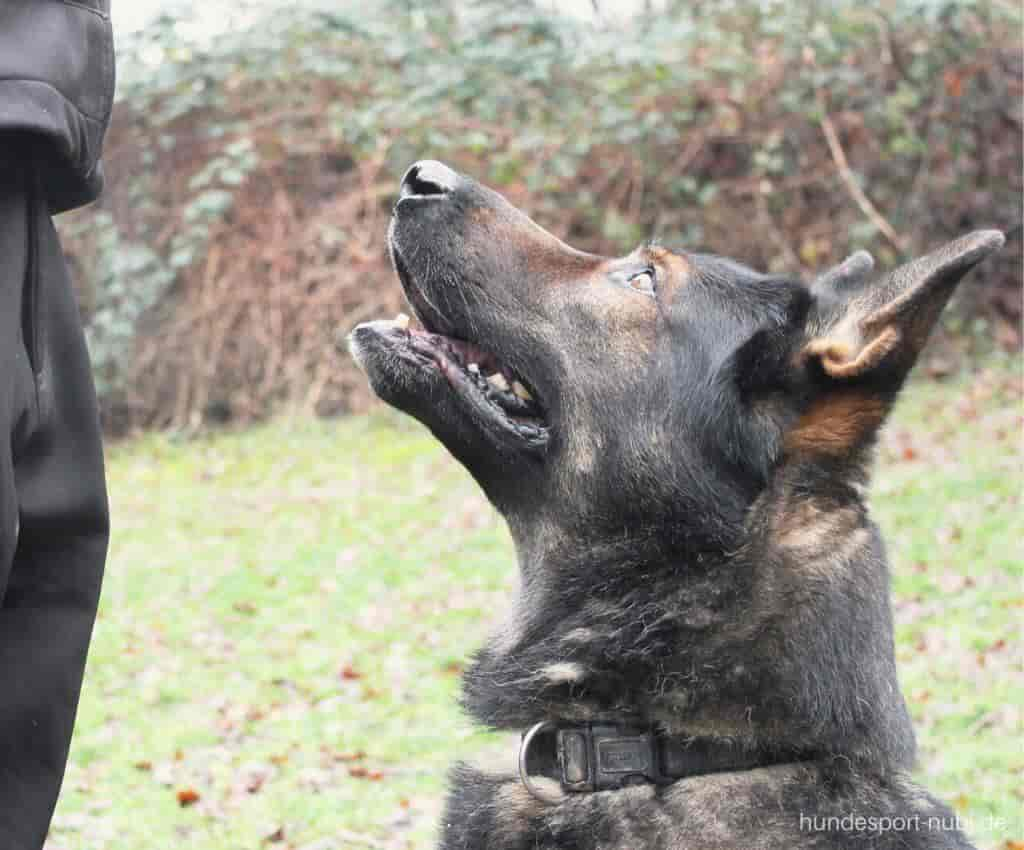 3 Übungen zur Impulskontrolle für deinen Hund