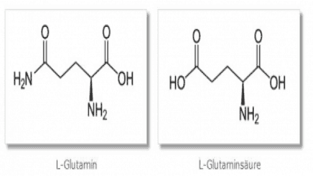 Glutamin: die unterschätzte Aminosäure