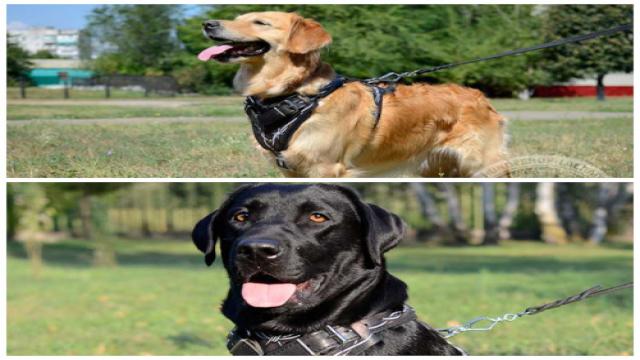 Labrador und Retriever. Unterschiede.