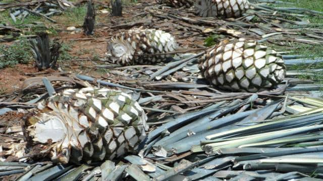 The difference between tequila and mezcal