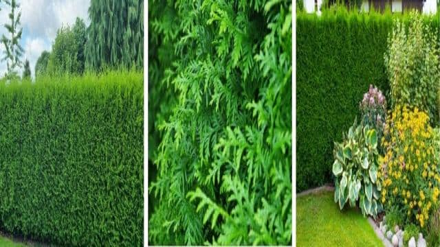 Thuja Smaragd oder Thuja Brabant?