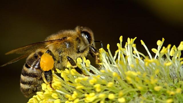 Honig- oder Wildbiene? So erkennst du den Unterschied