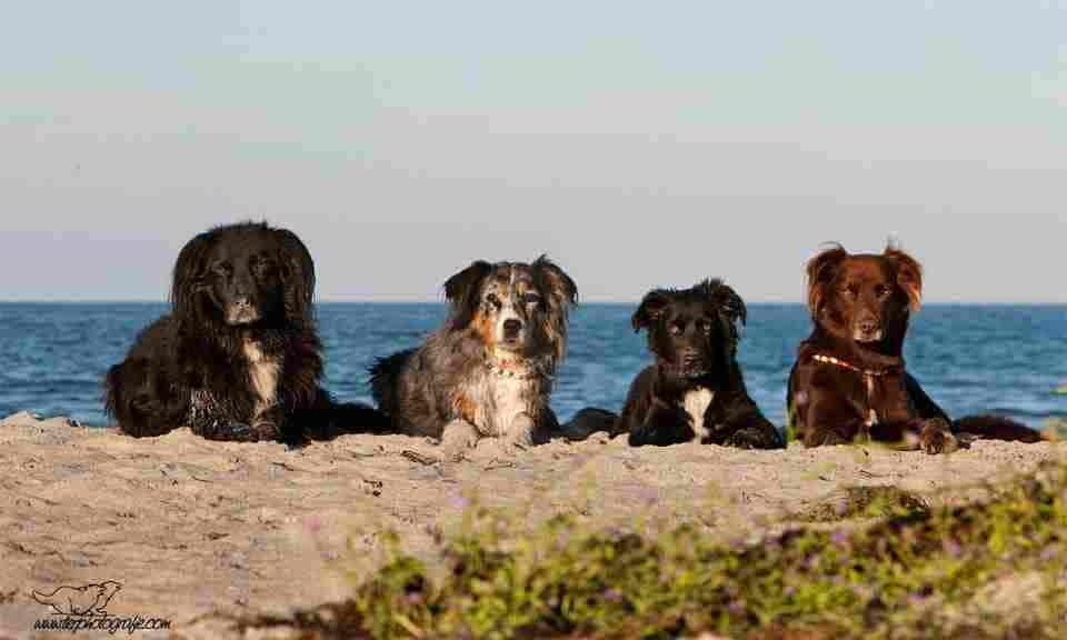 Urlaub mit Hund und Ferien mit Hunden leicht gemacht – Hunde wirklich WILLKOMMEN!