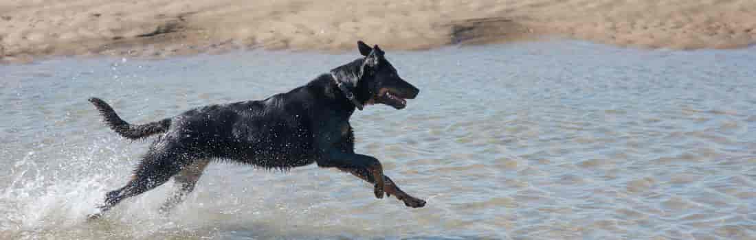 Schöner Ferienhaus-Urlaub mit Hund am Meer