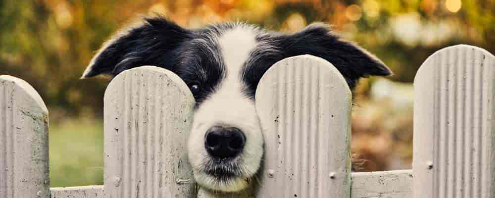 Ferienhaus-Urlaub mit Hund mit eingezäuntem Grundstück - teils in Alleinlage