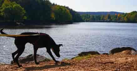 Schöner Ferienhaus-Urlaub in NRW mit Hund