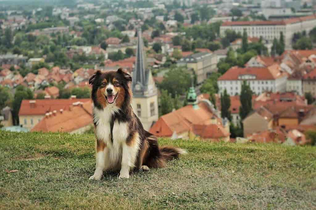 Mit Hund in Slowenien – 20 Tipps