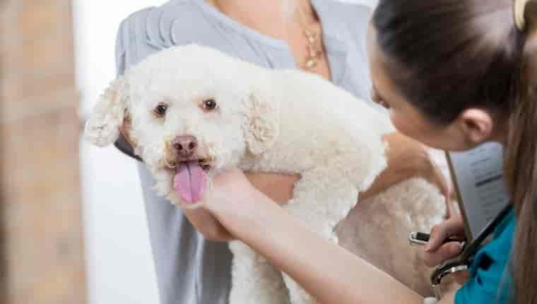 Ursodiol für Hunde: Verwendung, Dosierung und Nebenwirkungen