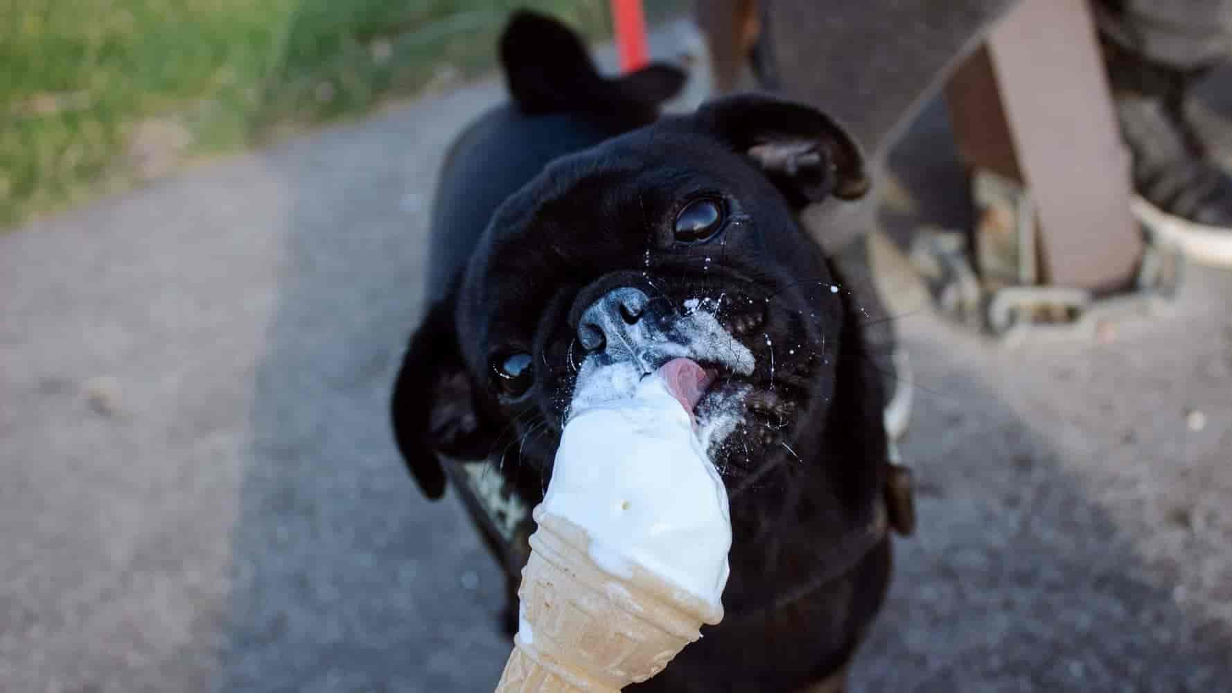 Dürfen Hunde Eis essen?