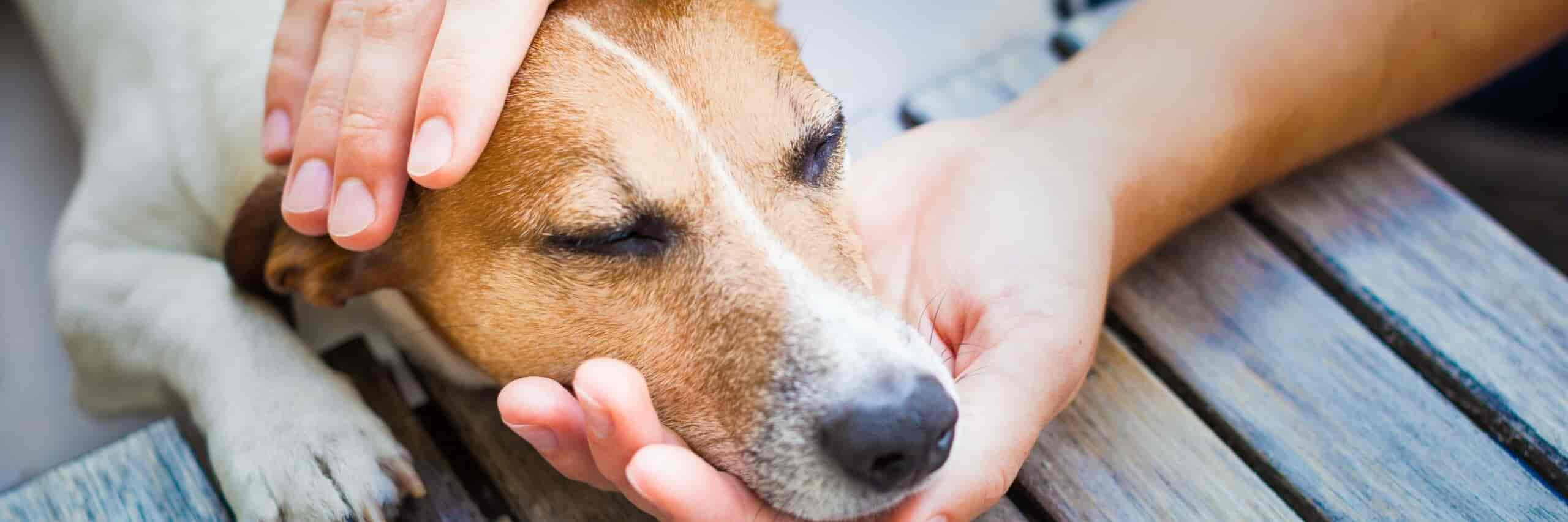 Verhaltensauffälligkeiten beim Hund – Symptome, Ursachen & Behandlung