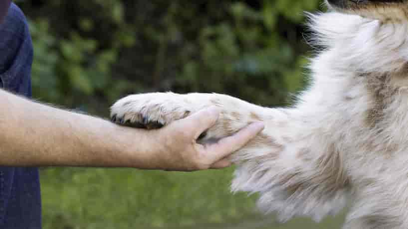 Hundeversicherung: Günstige Versicherung für Hunde