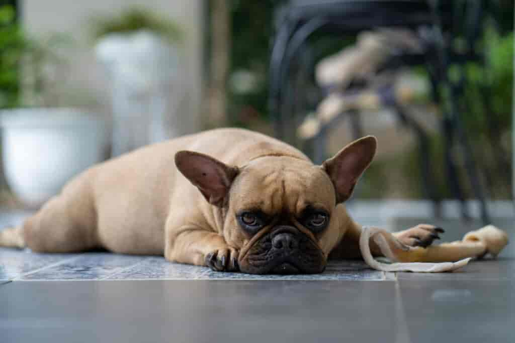 Ihr Hund hat Verstopfung? Was Sie wissen & tun sollten!