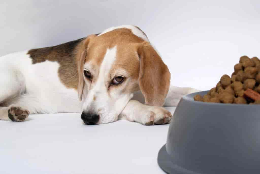 Vitamin-B12-Mangel beim Hund: 3 Symptome & Behandlung