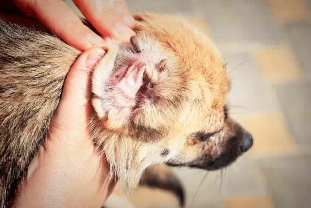 Vollgesaugte Zecke vom Hund abgefallen: Das ist nun zu tun!