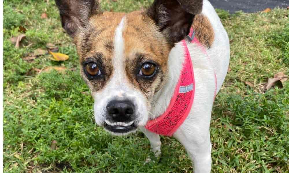 Verwächst ein Vorbiss bei Welpen? Ein Hunde-Profi klärt auf!