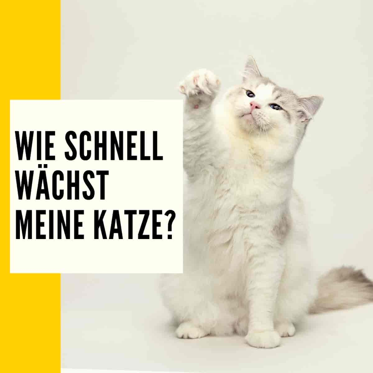 Wann sind Katzen ausgewachsen? Verhaltensänderung & mehr