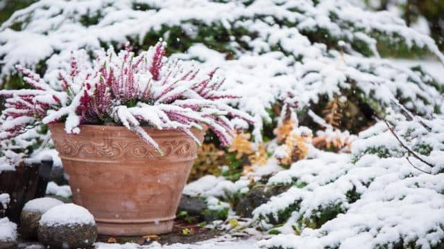 Pflanzen richtig überwintern: 10 Experten-Tipps für Ihren Garten