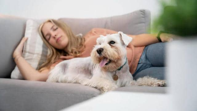 Dein Hund bellt nachts? 7 Ursachen & 7 Lösungen