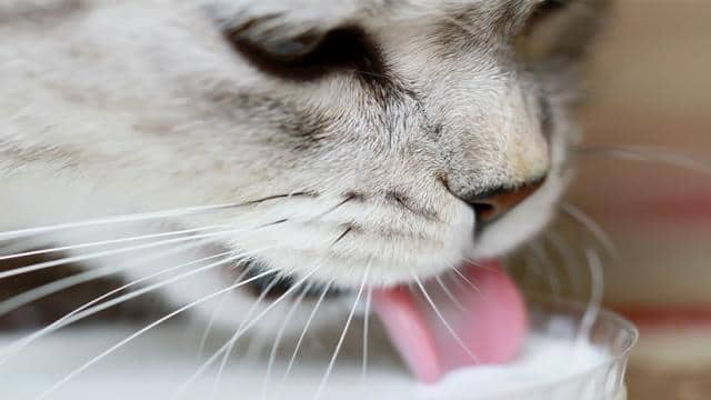 Dürfen Katzen Milch trinken?