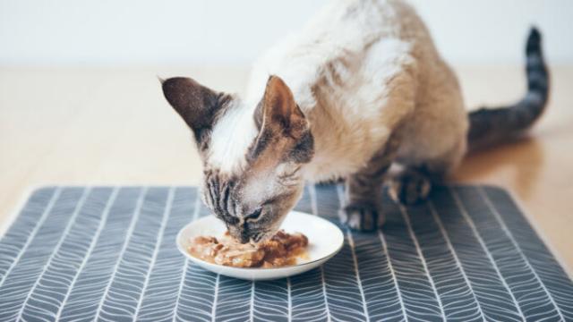 Thunfisch für Katzen