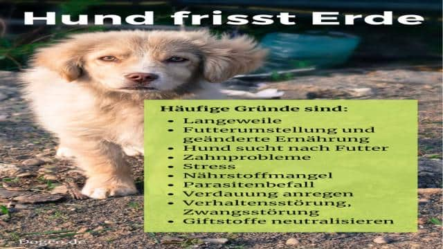 Hund frisst Erde?