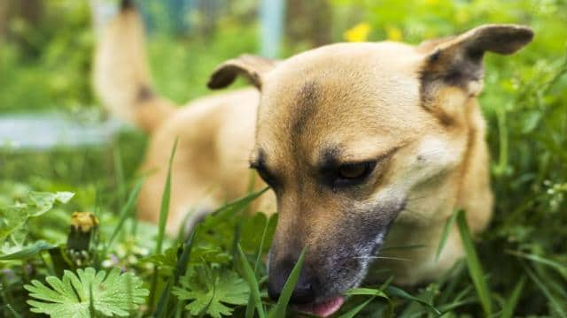 Der Hund frisst Gras: Was bedeutet das?